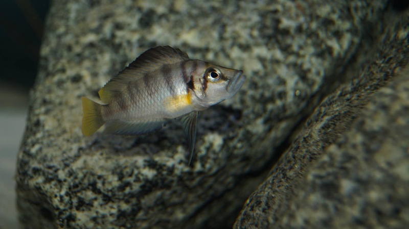 Altolamprologus sp. 'compressiceps shell' Chimba